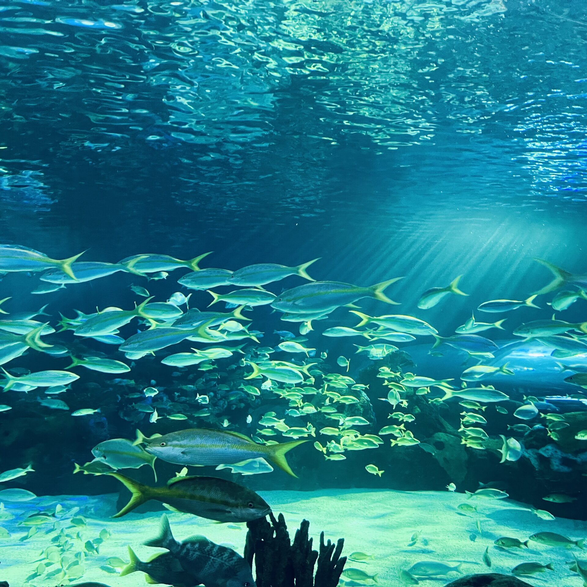 Toronto Film Festival w Joseph Neibich Nybyk