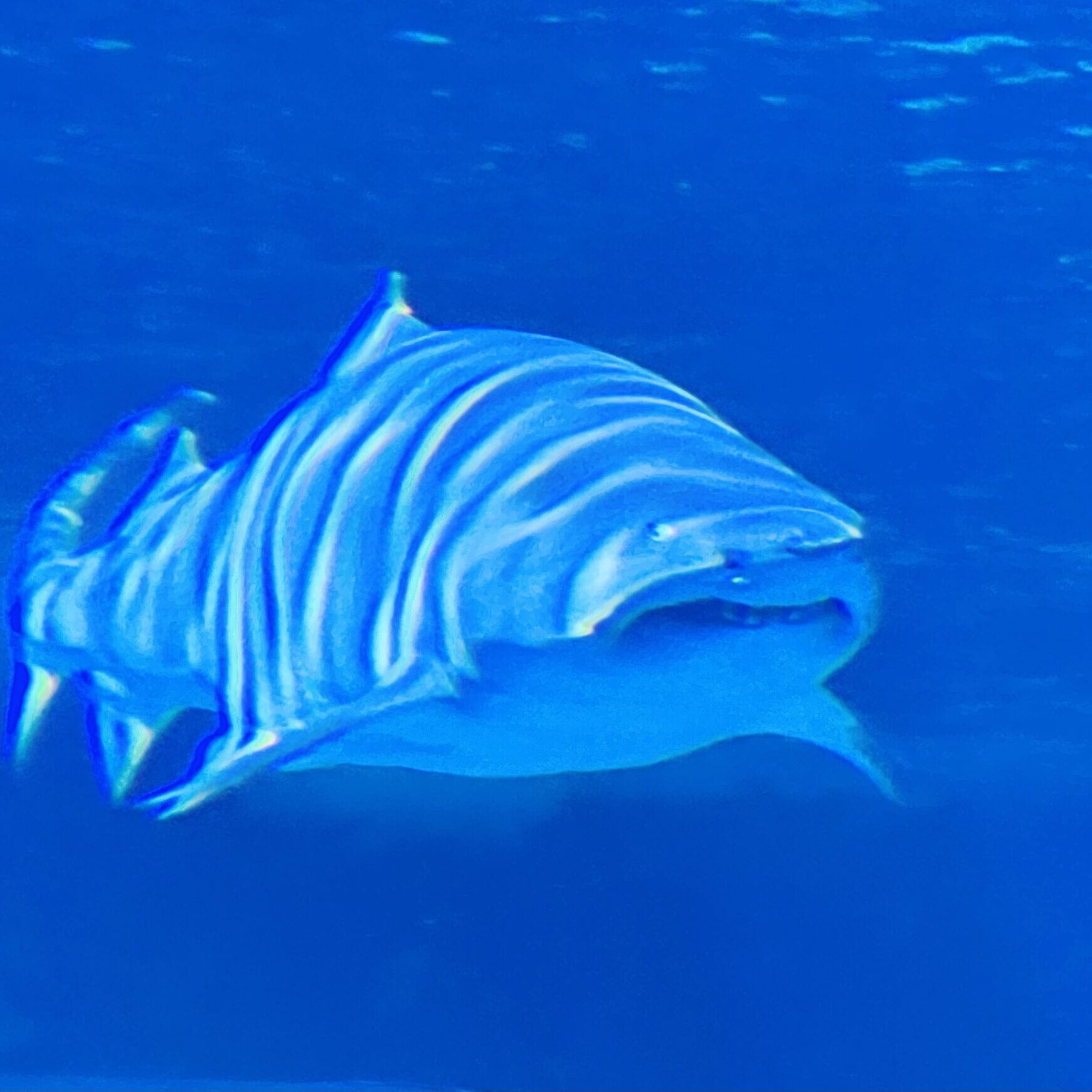 Toronto Film Festival w Joseph Neibich Nybyk