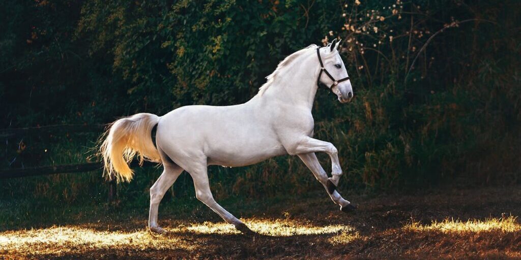 pexels-helenalopes-1996338